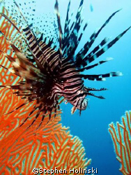 Lionfish shot, little guy swam away from me then decided ... by Stephen Holinski 